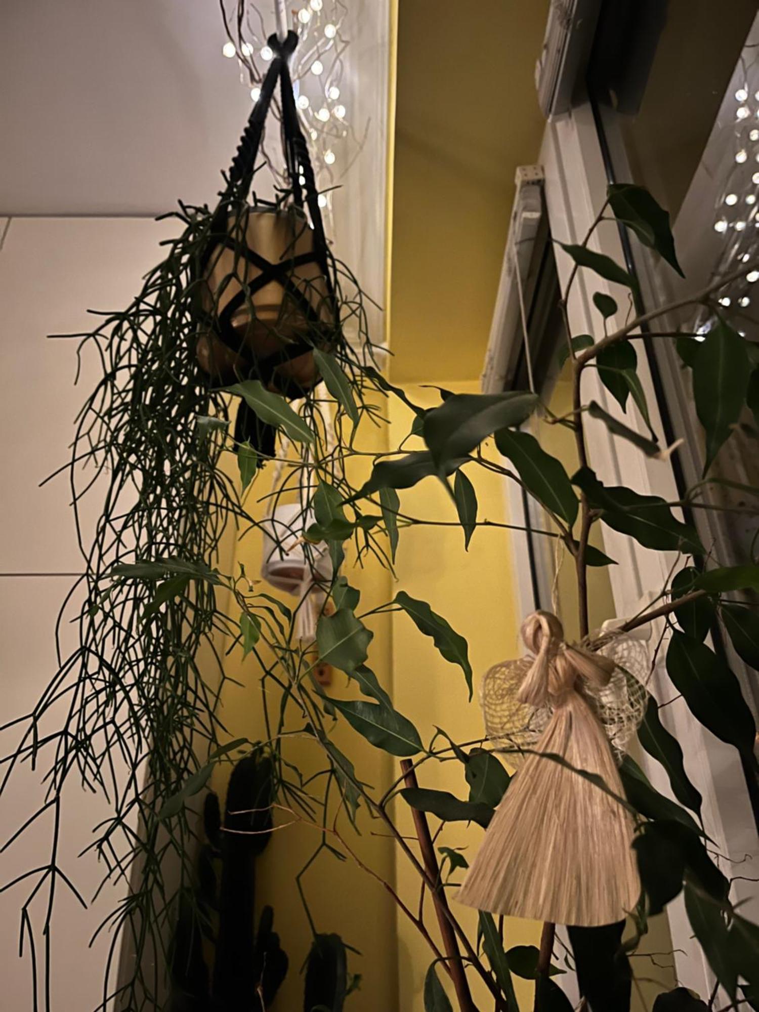 Greenthumb Praska Krasków Exterior foto